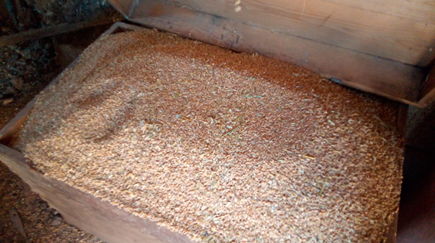В Краснополье работник фермы украл более 1,5 тонн зерна