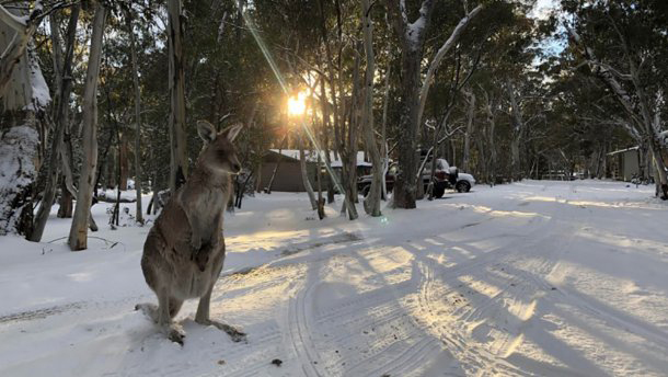 Нынешнему поколению кенгуру повязло – они увидели снег.