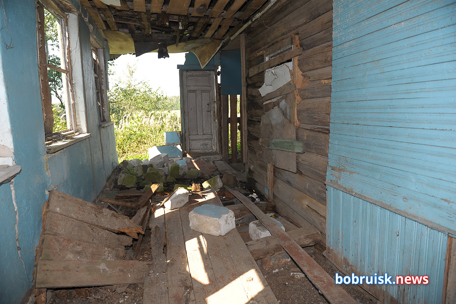Жители деревни под Бобруйском жалуются на стаю бродячих собак