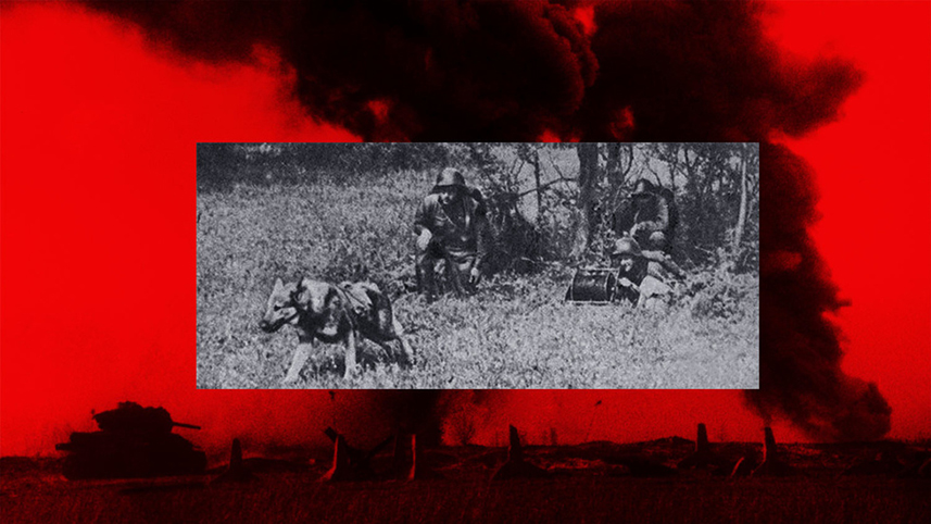 Псы войны. Как собаки взрывали нацистов и спасали раненых