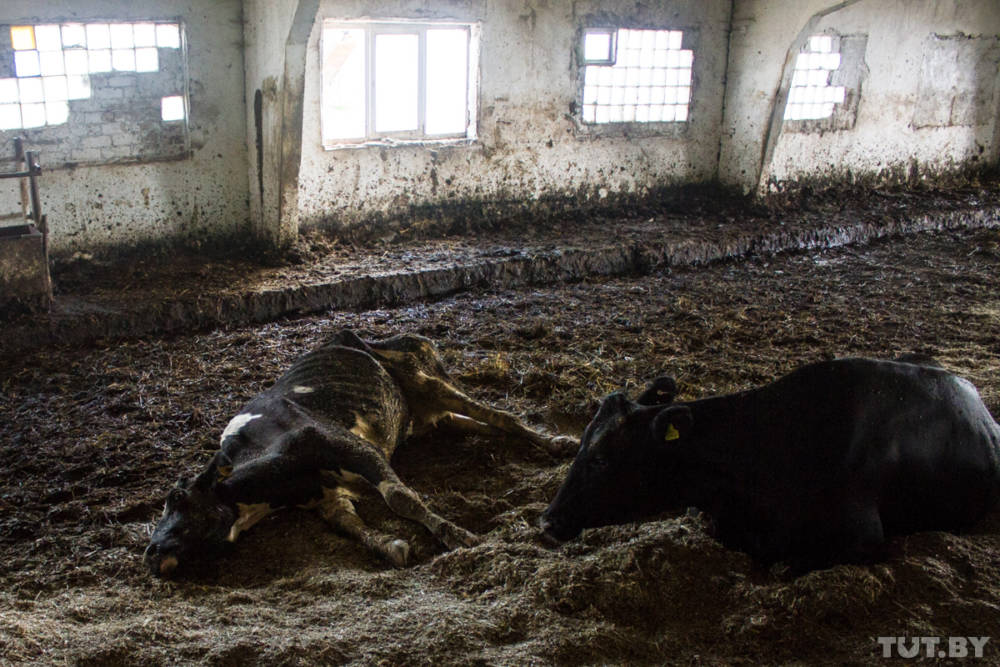 Кошмарная ситуация на ферме под Горками. Мертвые телята, истощённые коровы и антисанитария