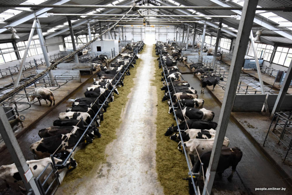 Продолжение истории про несчастных коров молочно-товарного комплекса «Паршино»