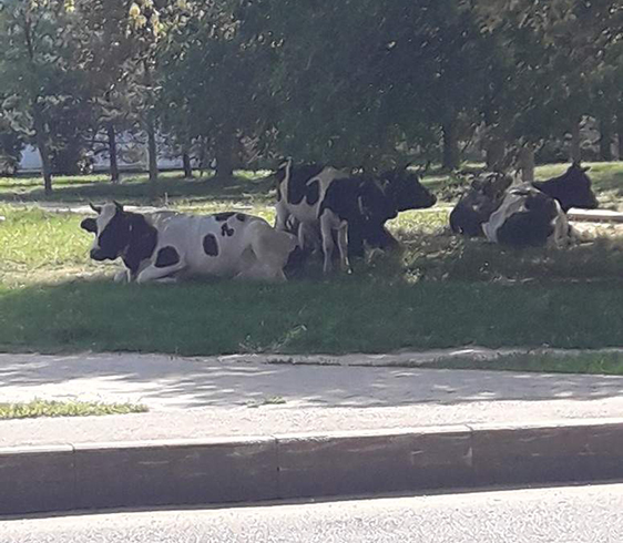 Коровы на улицах Могилева, а почему бы и нет?