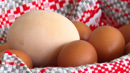 Самое большое в Беларуси куриное яйцо снесено на птицефабрике в Могилёвском районе (видео)