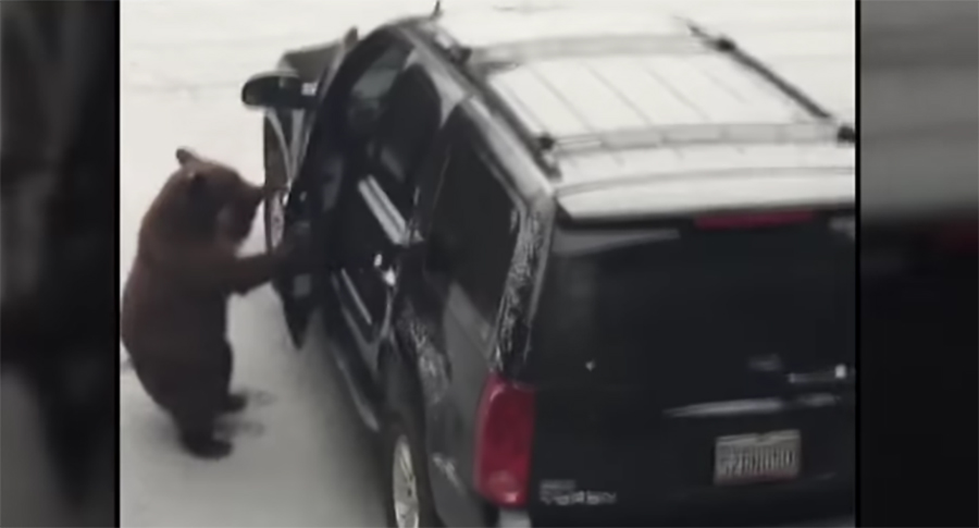 В Калифорнии медведь пытался угнать автомобиль (видео)