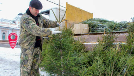 Новогодние деревья начнут продавать в Могилёве в 11 часов 23 декабря