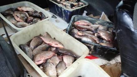 В Осиповичах браконьер выловил сетями 166 кг рыбы