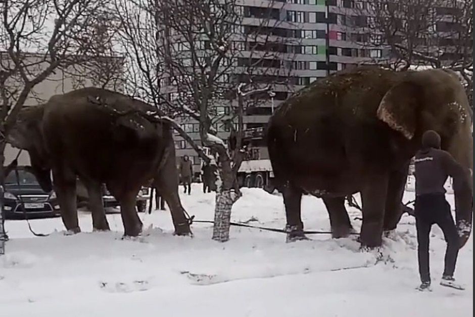 ВИДЕОФАКТ: в Екатеринбурге по улицам гуляли сбежавшие из цирка слоны