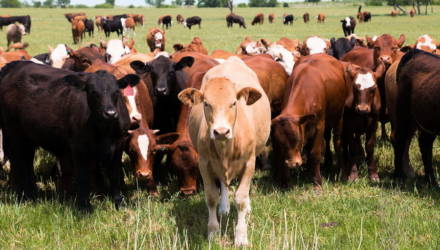 Ученые уверены, что коровы умеют общаться между собой