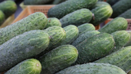 Первые овощи нового урожая планируют продавать в Могилёве с конца февраля