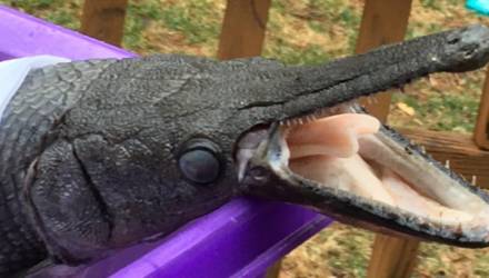 В Миссисипи нашли одну из древнейших рыб — похожую на крокодила аллигаторову щуку