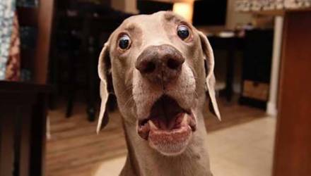 «Дух времени в одном взгляде»: реакция собаки на кашель хозяйки рассмешила Сеть