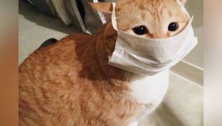 У кошки в Москве нашли коронавирус и поместили на карантин по месту жительства