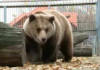 Могилевский медведь Федор купается в бассейне (видео)