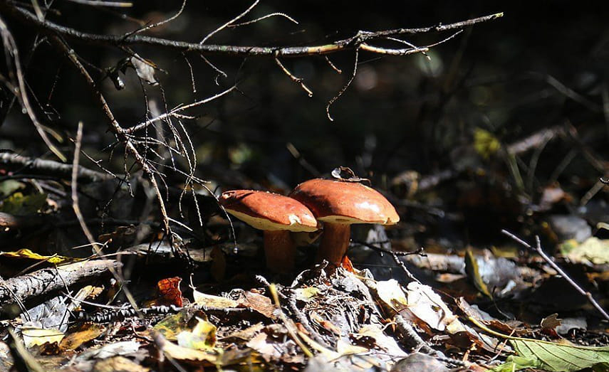 Грибная Поляна. Неизвестные грибы. В каком лесу сейчас какие грибы есть. Фото влияние грибов для леса. Весной есть грибы
