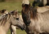 ВИДЕОФАКТ: Лошади в Налибокской пуще выстраиваются в очередь, чтобы их погладили. Посмотрите, какие милые